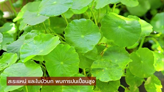 ผักที่มีพยาธิเยอะที่สุดอันดับ 1 คนไทยนิยมกินสด มีประโยชน์แต่เสี่ยงปรสิต