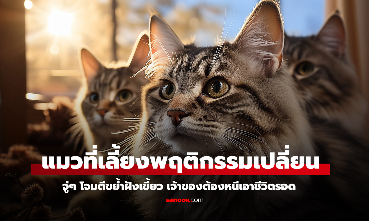 VOD_ แมวกลายเป็นสัตว์ดุร้าย เจ้าของถูกโจมตี ต้องหนีเอาชีวิตรอด