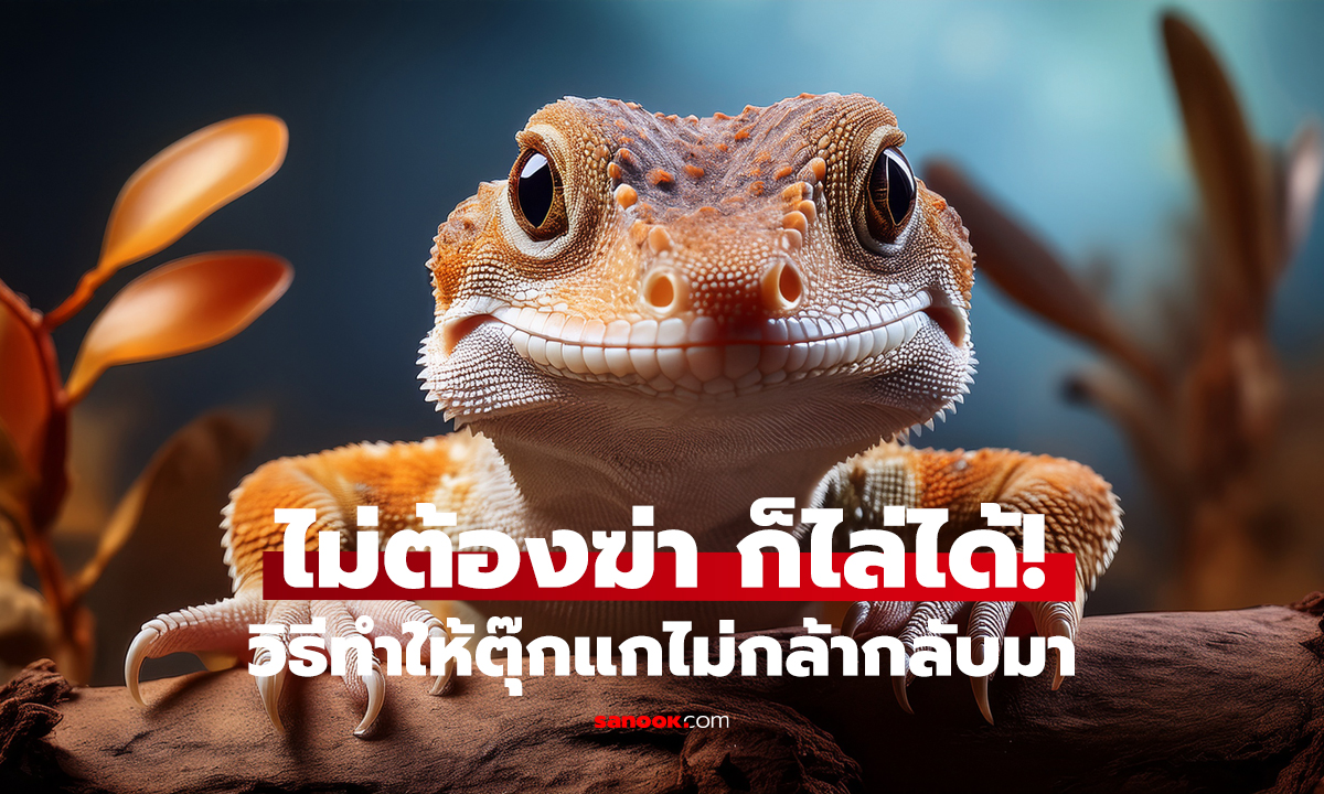 ไล่ตุ๊กแก-จิ้งจกหายเกลี้ยง! 5 วิธีธรรมชาติ ได้ผลจริง