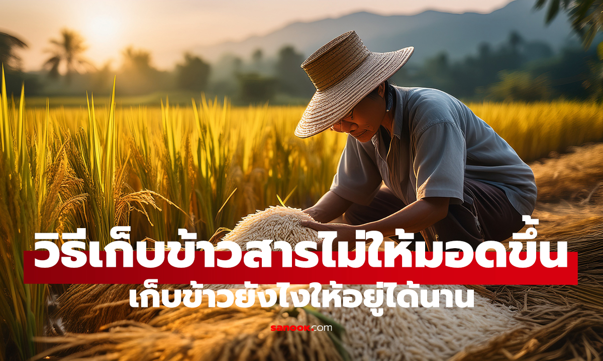 มอดขึ้นข้าวสาร แก้ได้! เก็บแบบนี้ ไม่ขึ้นอีกเลย