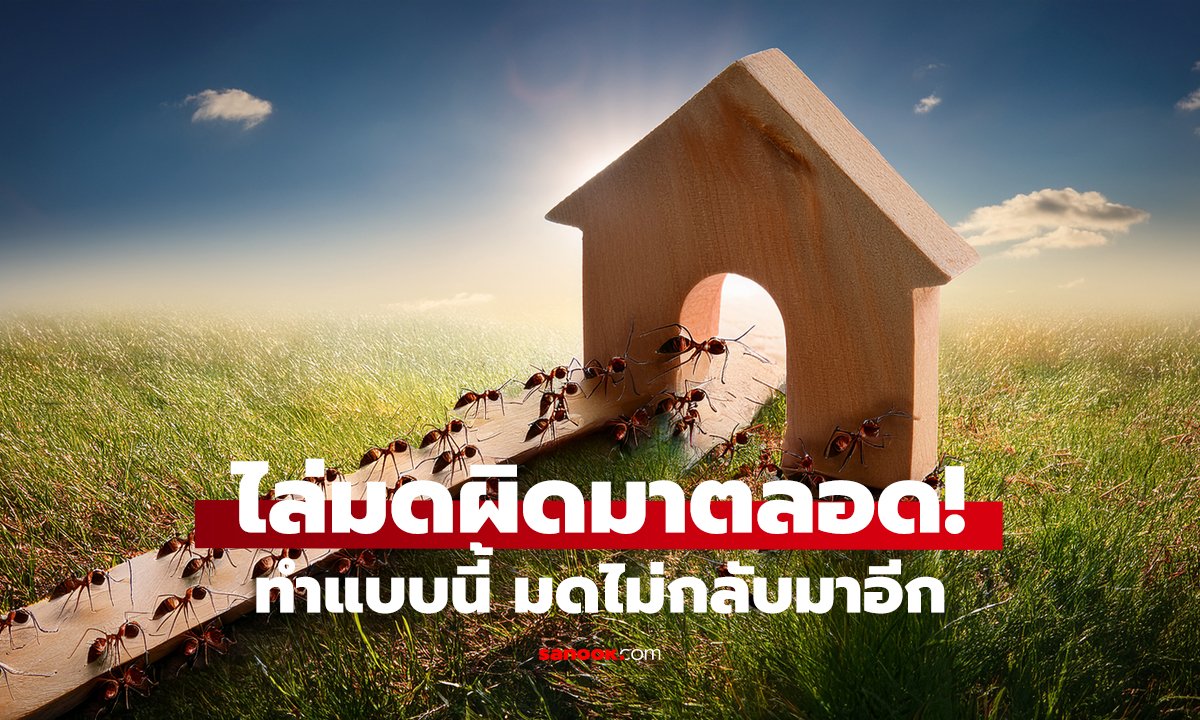 มดขึ้นบ้านไม่หยุด แก้ได้! วิธีนี้หายขาด แบบไม่ต้องพึ่งยาแรง