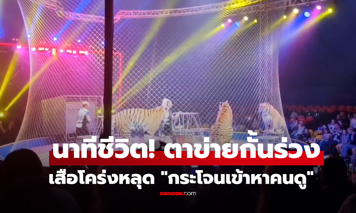 คลิป ระทึกกลางโชว์! เสือโคร่งหลุด 