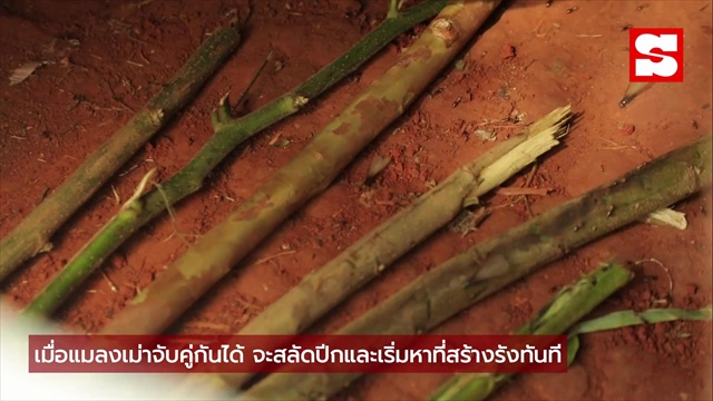 ปลวกมาจากไหน? ทั้งที่ปิดบ้านดีแล้ว