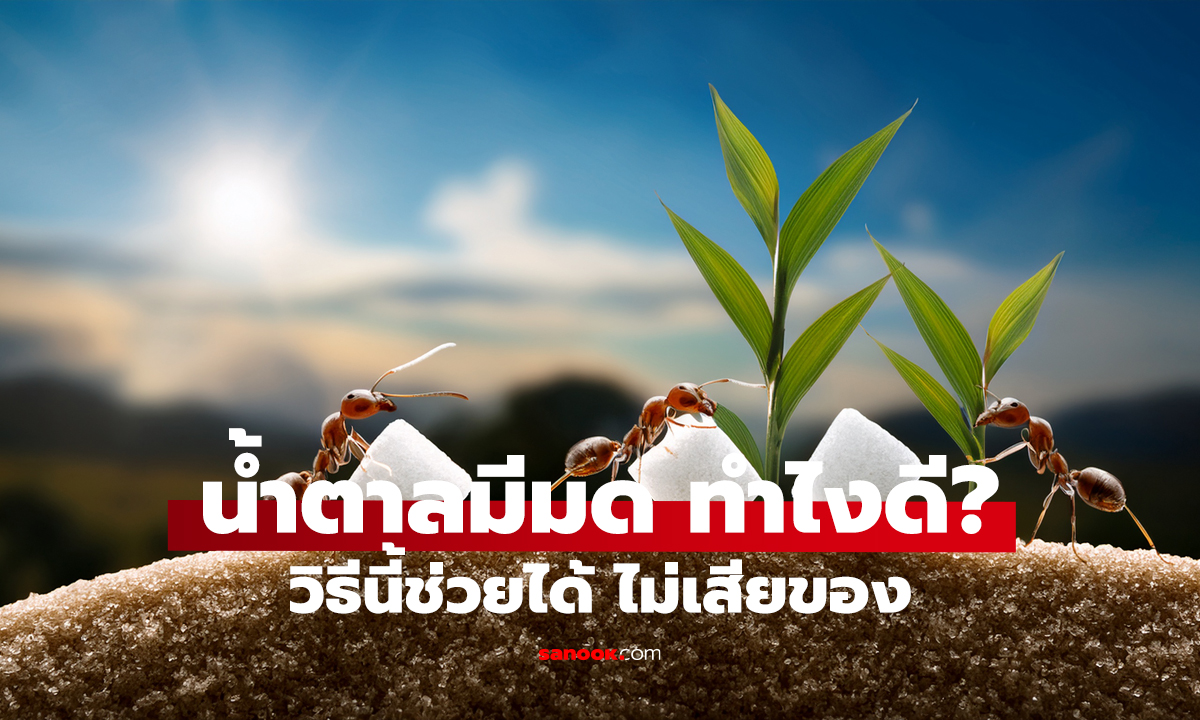มดขึ้นน้ำตาล ไม่ต้องทิ้ง! ไล่ออกง่ายๆ ได้ผลจริง