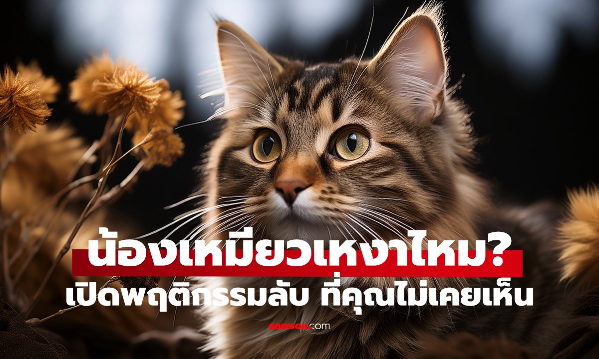 แมวคิดถึงเจ้าของไหม? คำตอบจริง อาจทำให้คุณยิ้ม