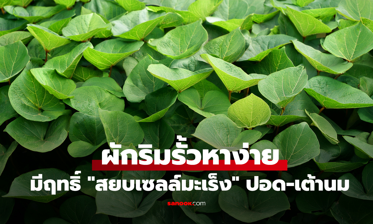 คนไทยรู้ยัง?! ผักริมรั้วหาง่าย วิจัยสหรัฐฯ พบมีฤทธิ์ "สยบเซลล์มะเร็ง" ปอด-เต้านม