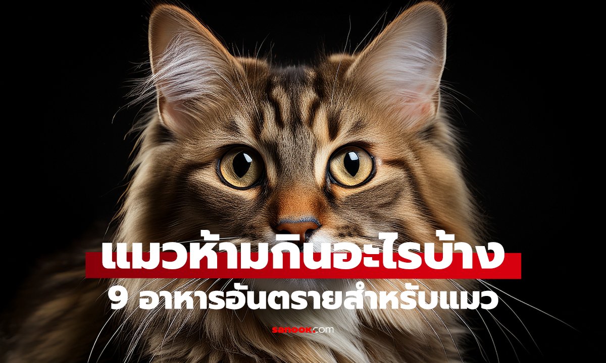 9 อาหารแมวห้ามกินเด็ดขาด! บางอย่างอันตรายถึงชีวิต