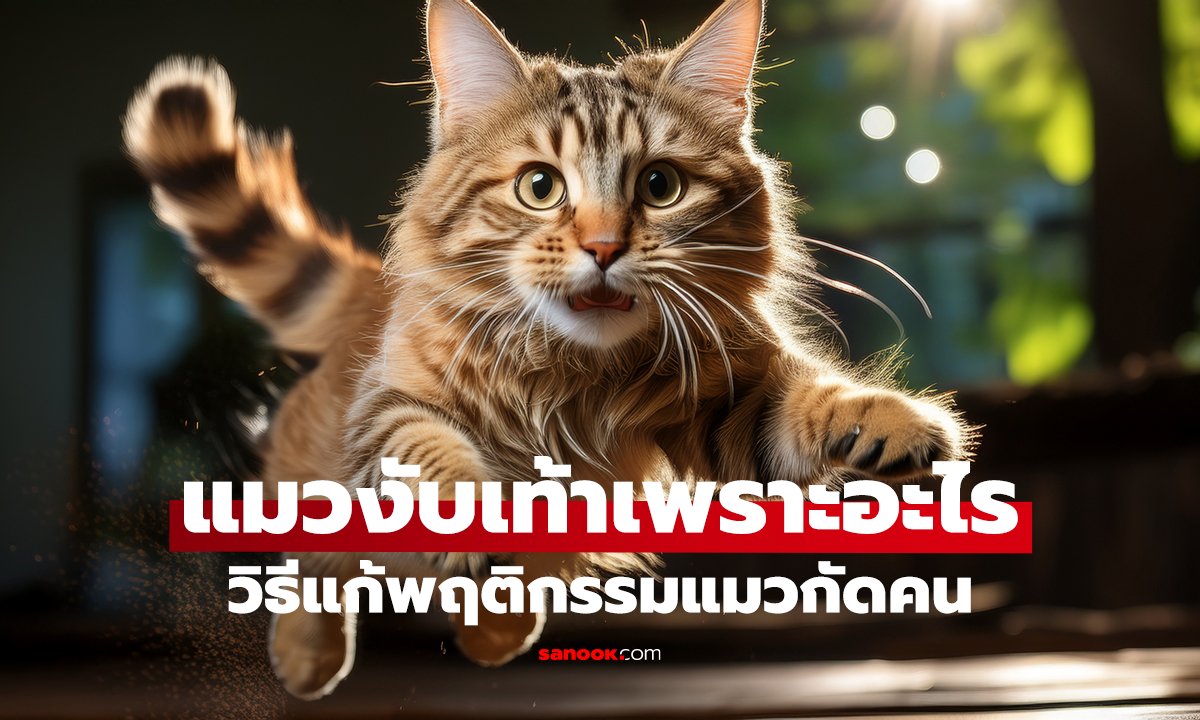ทำไมแมวงับเท้า? 3 สาเหตุที่ทาสแมวต้องรู้