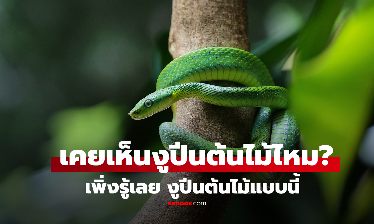 คลิป เคยเห็นงูปีนต้นไม้ไหม? เพิ่งรู้เลย งูปีนต้นไม้แบบนี้