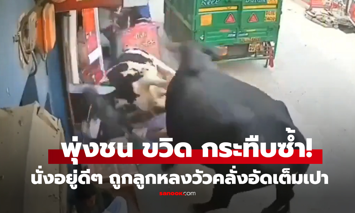 คลิป พุ่งชน ขวิด กระทืบซ้ำ! นั่งอยู่ดีๆ ถูกลูกหลงวัวคลั่งอัดเต็มเปา