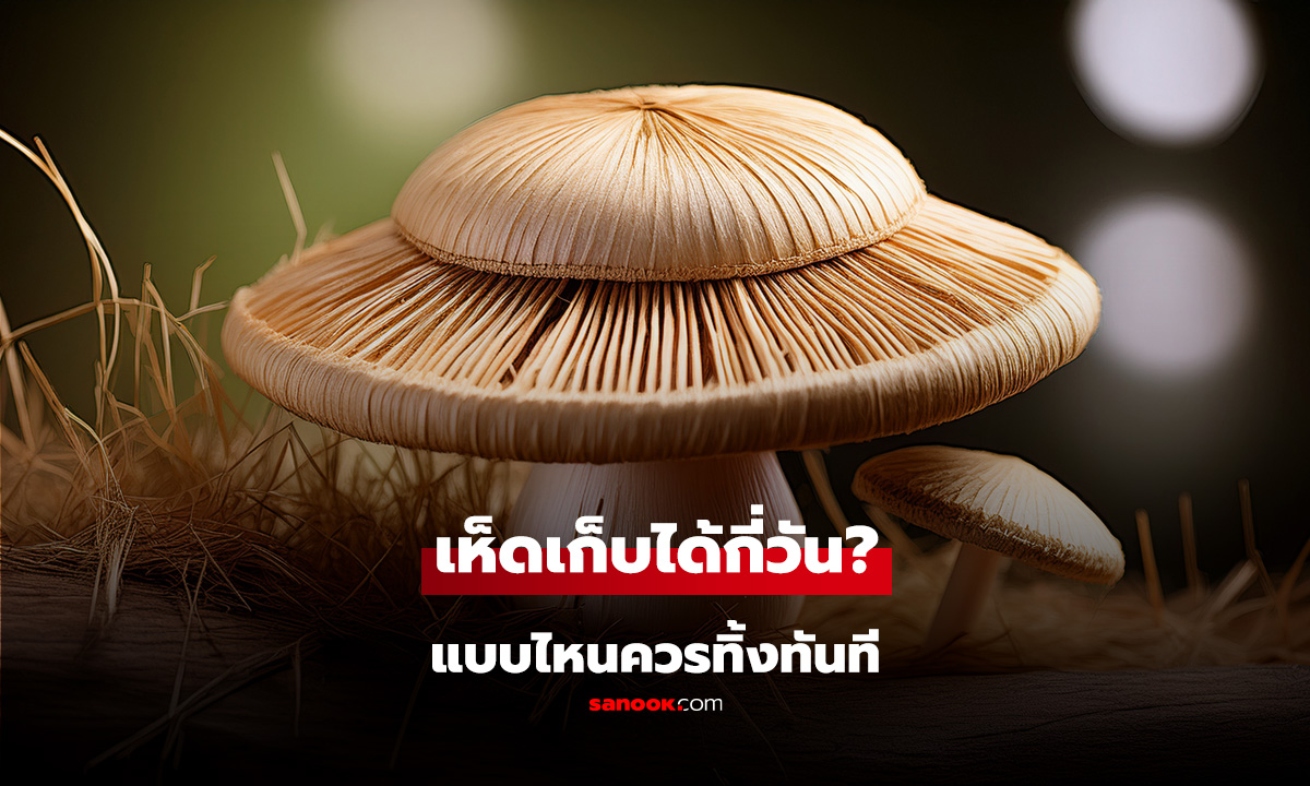 เห็ดในตู้เย็น เก็บได้กี่วัน? แบบไหนควรทิ้งทันที หลายคนยังเก็บผิด