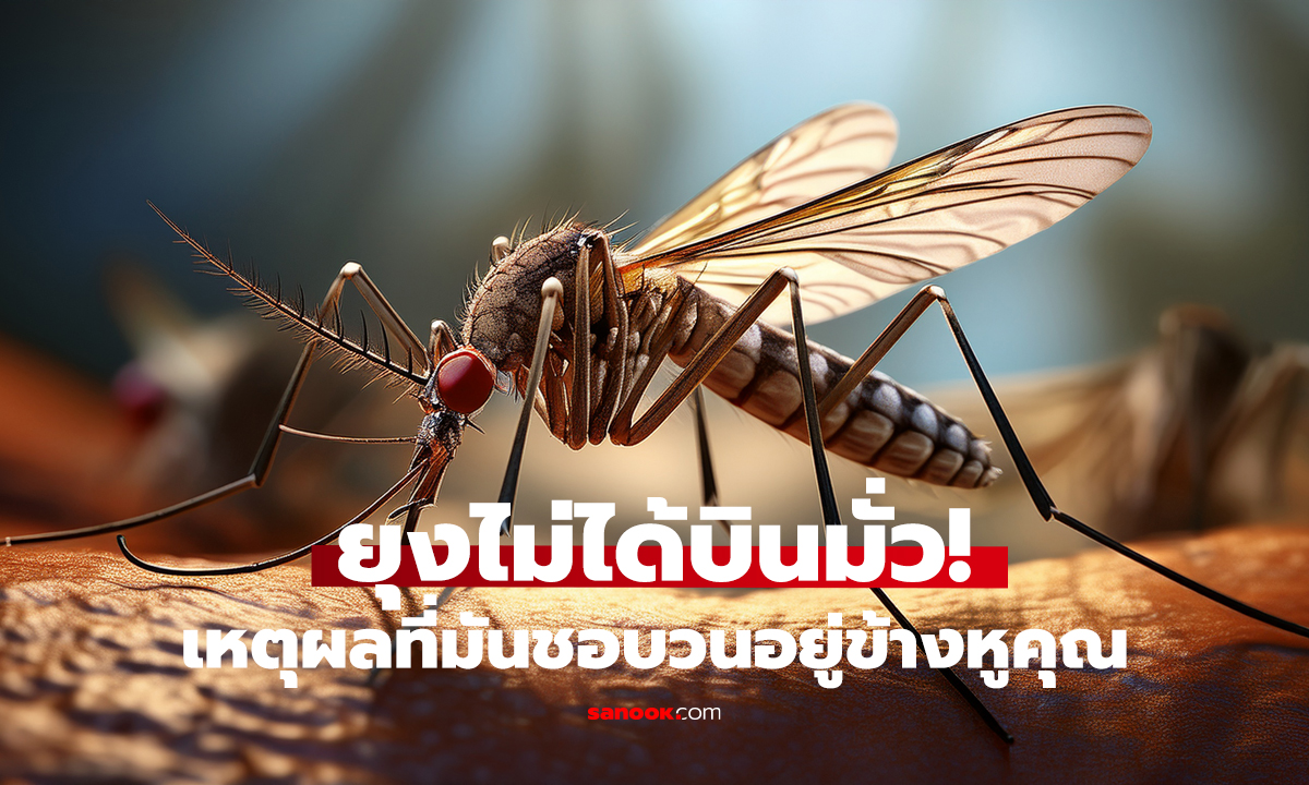 ทำไมยุงชอบบินใกล้หู? เฉลยเสียงหึ่งๆ ตอนนอน ที่รำคาญสุดๆ