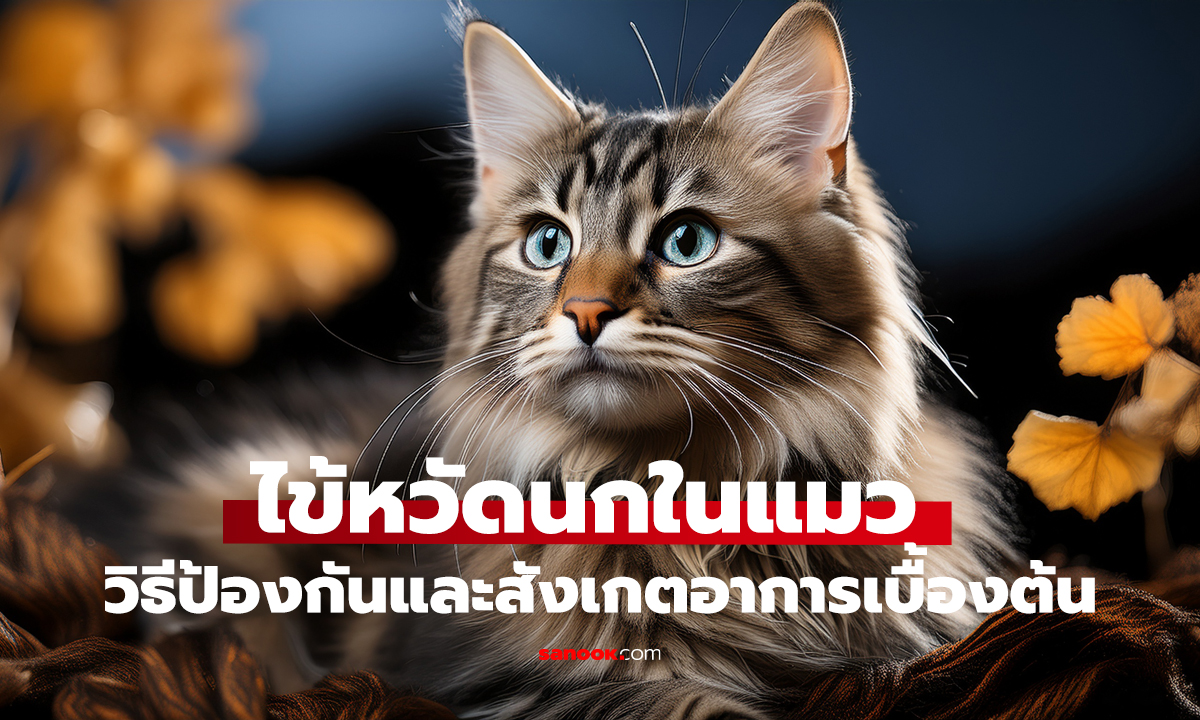 พบแมวติดไข้หวัดนกหลายตัว! สัตวแพทย์เตือน จุดเสี่ยงที่คนเลี้ยงควรรู้