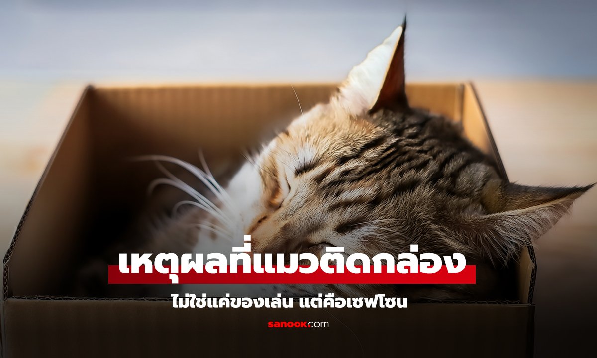 ทำไมแมวชอบกล่องกระดาษ?