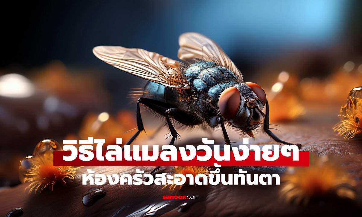 แมลงวันหายเกลี้ยง! ไม่ต้องพึ่งสารเคมี