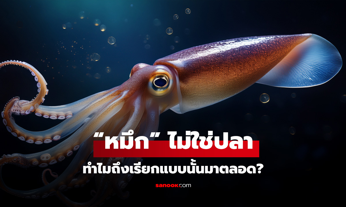 เพิ่งรู้! “ปลาหมึก” ไม่ใช่ปลา แล้วทำไมถึงเรียกแบบนั้นมาตลอด?
