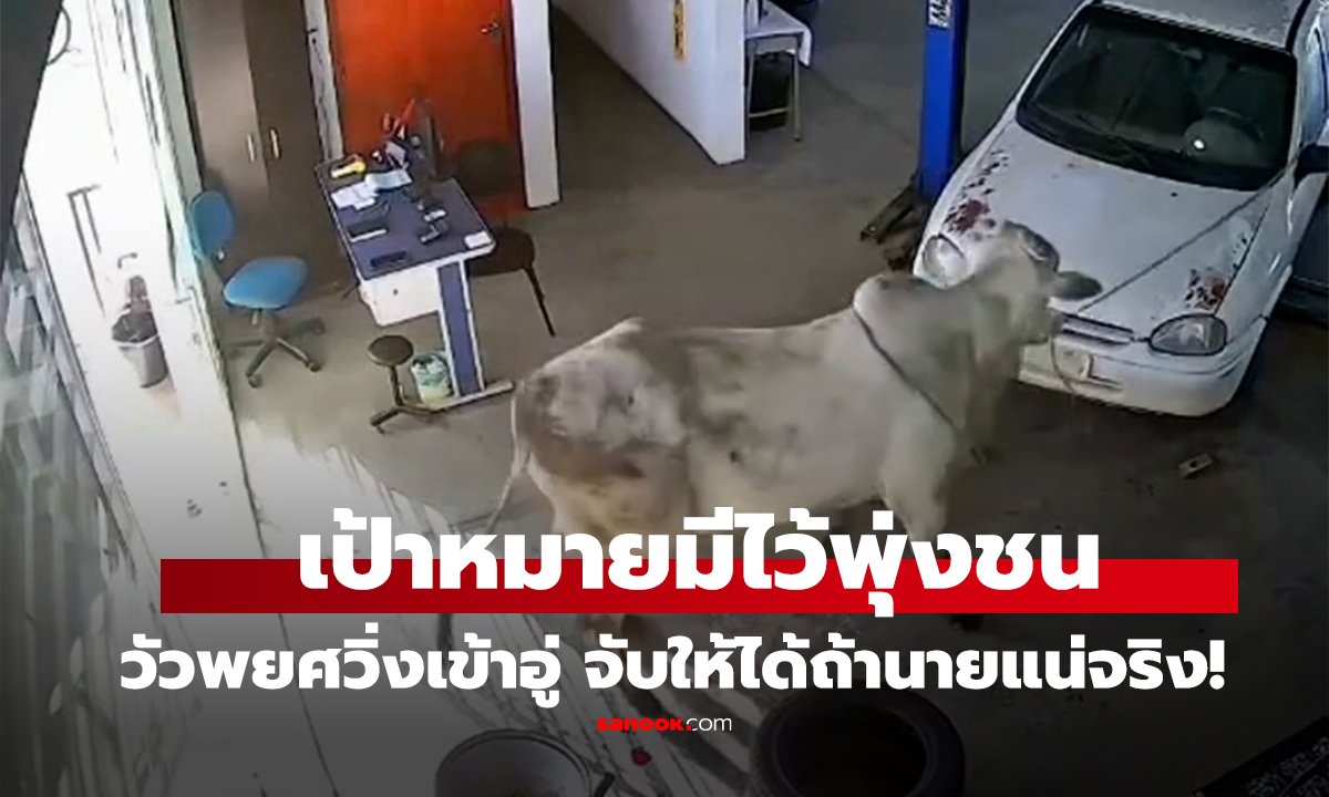 คลิป เป้าหมายมีไว้พุ่งชน วัวพยศวิ่งเข้าอู่ จับให้ได้ถ้านายแน่จริง!