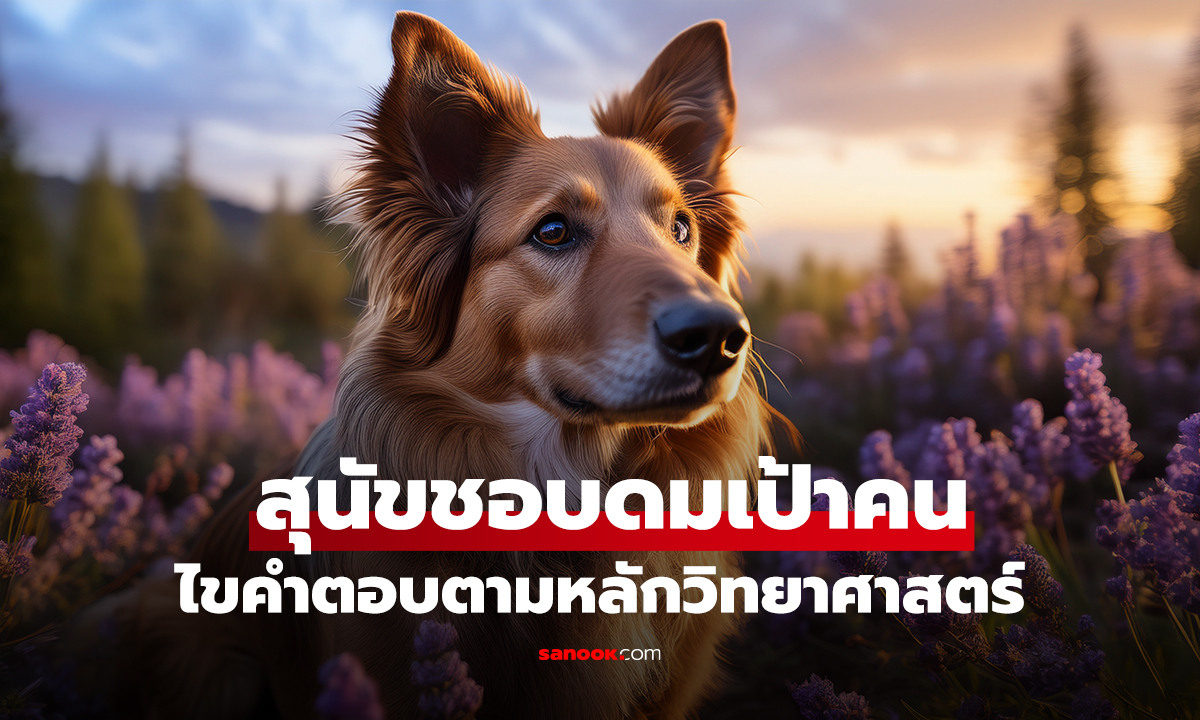 ทำไมสุนัขชอบดมเป้าคน? นักวิทย์ไขคำตอบ ขนลุก! ดมครั้งเดียว ได้อะไรมากกว่าที่คิด