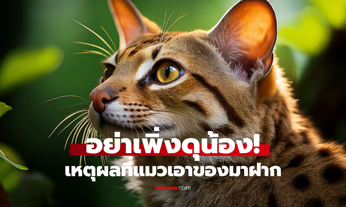 แมวคาบจิ้งจกมาให้! กำลังบอกอะไรคุณอยู่?