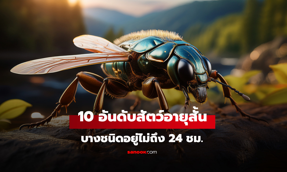 10 อันดับสัตว์อายุสั้นที่สุดในโลก บางชนิดอยู่ไม่ถึง 24 ชม. ผสมพันธุ์แล้วก็ตาย
