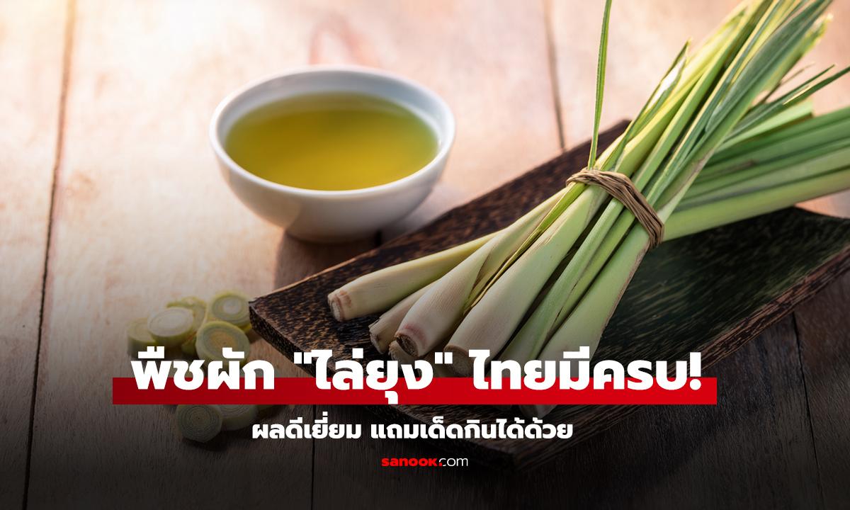 ไทยมีครบ 3 พืชผัก ไล่ยุง
