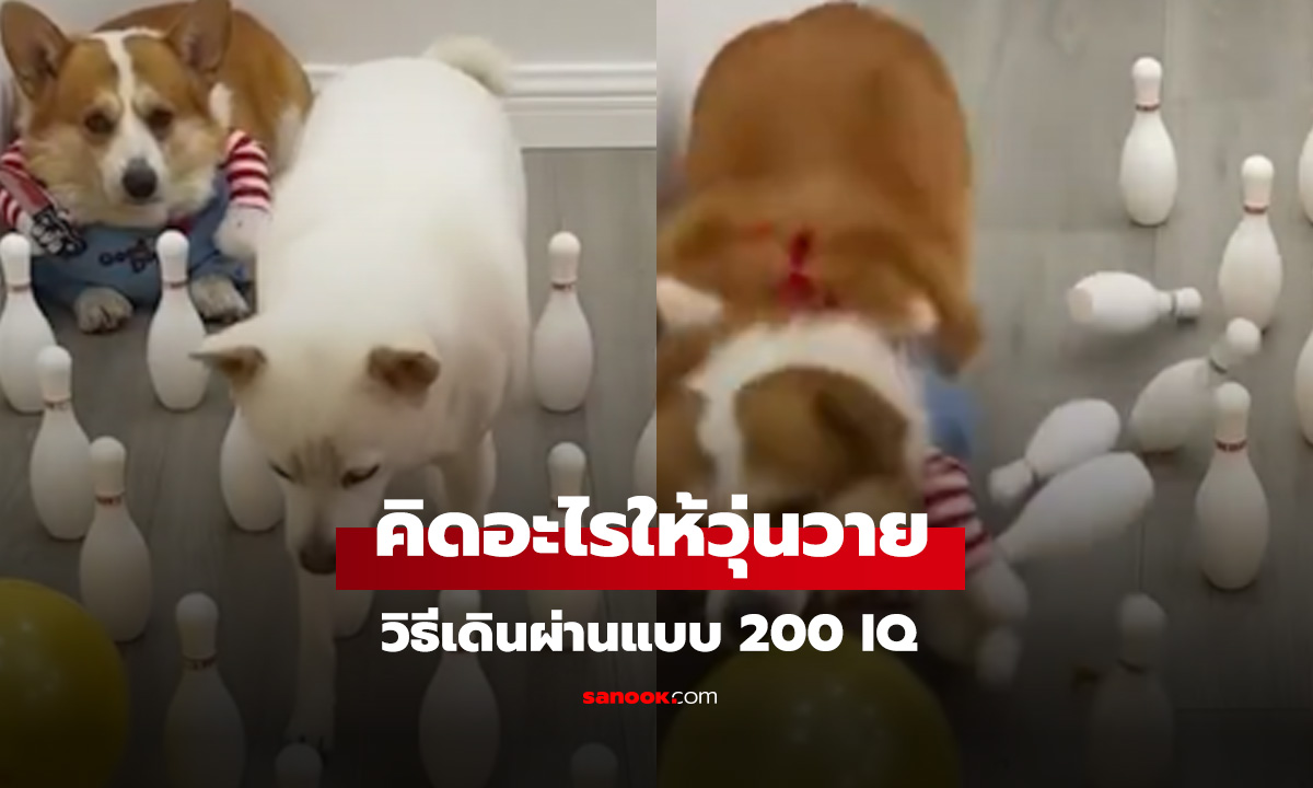 ตัวสุดท้ายพีกสุด! 3 สายพันธุ์ 3 วิธีข้ามสิ่งกีดขวาง