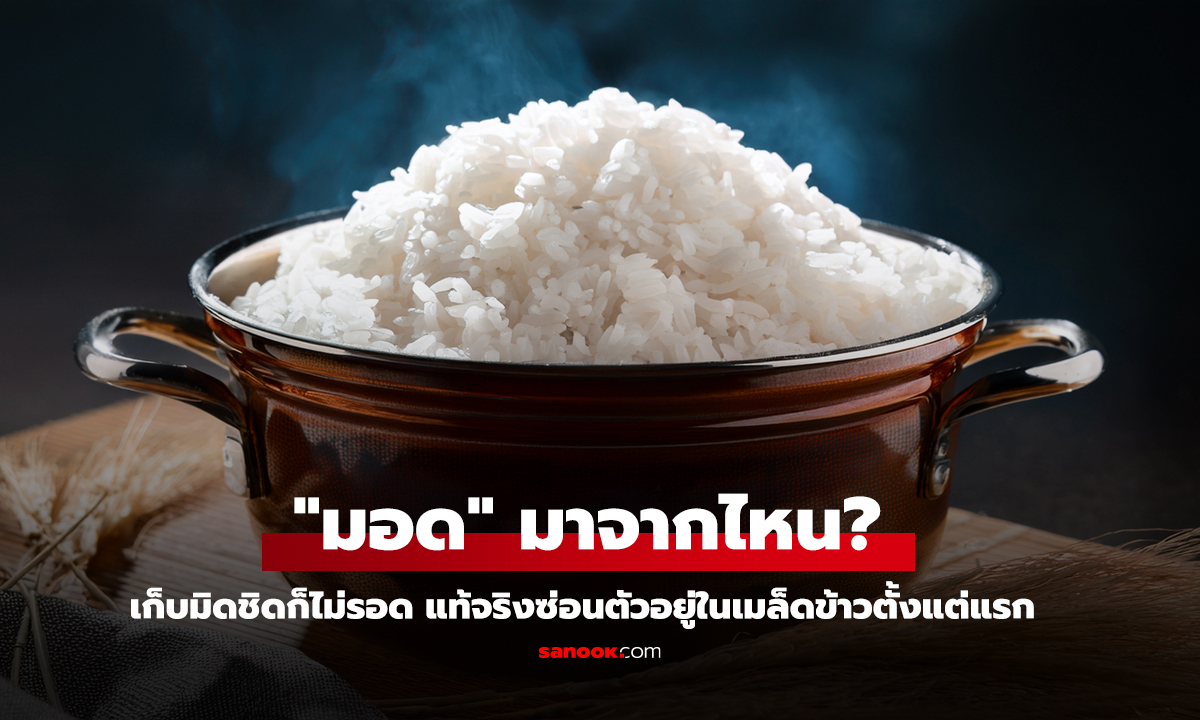 ข้าวสารเก็บมิดชิด แต่มอดมาจากไหน