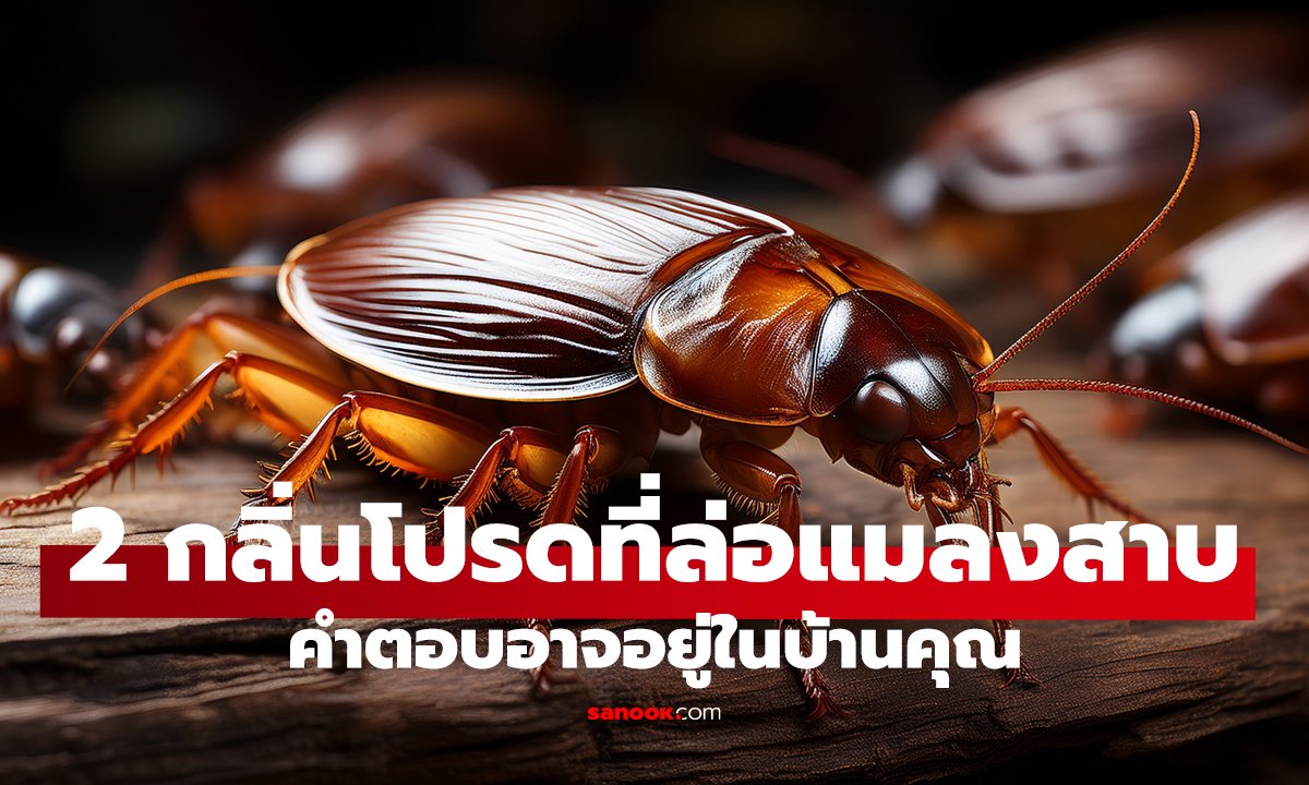 แมลงสาบชอบกินอะไรที่สุด? คำตอบอาจอยู่ในบ้านคุณ