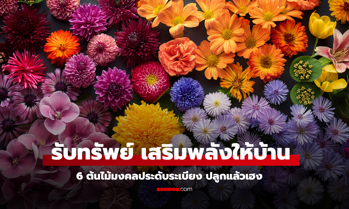 สายมูห้ามพลาด 6 ต้นไม้มงคลประดับระเบียง