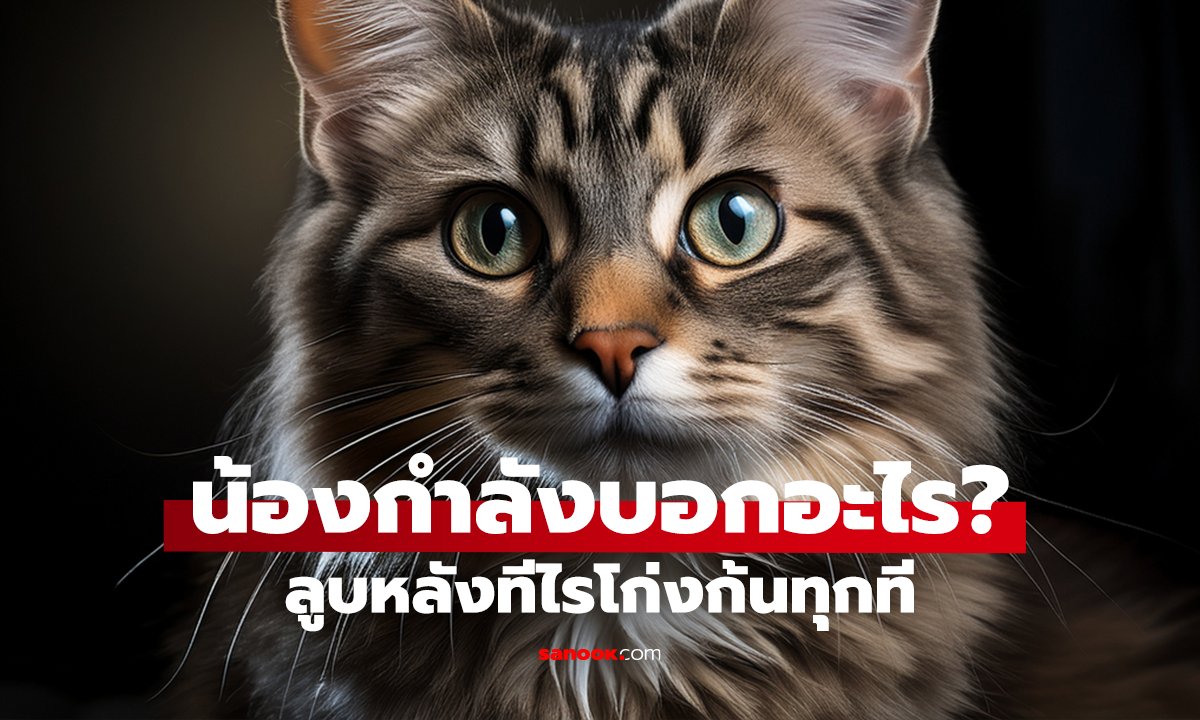 แมวโก่งก้นใส่ทำไม? ไม่ได้กวนประสาทนะ!