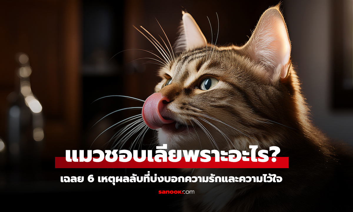 แมวชอบเลียเจ้าของเพราะอะไร