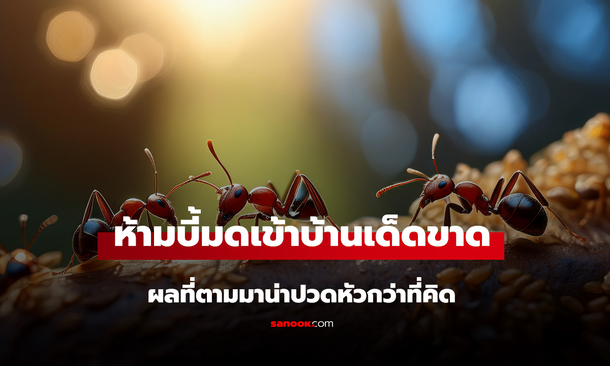 มดเข้าบ้าน 