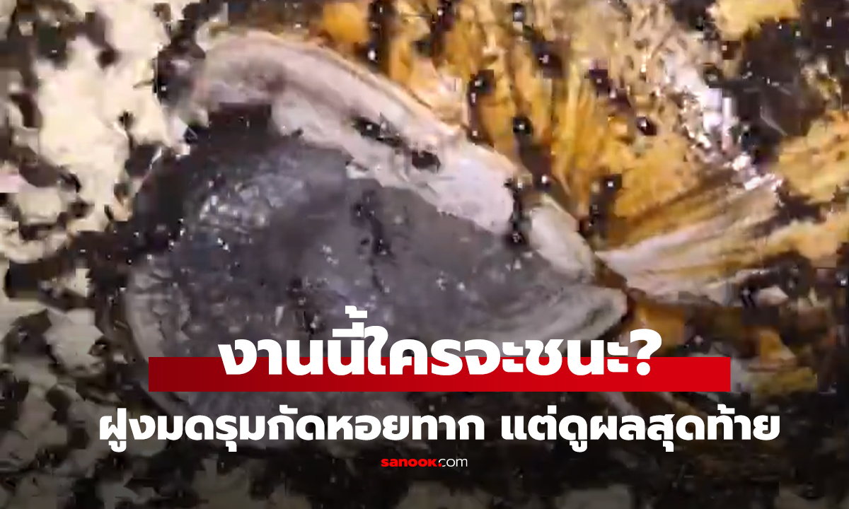 คลิป ศึกนี้ 