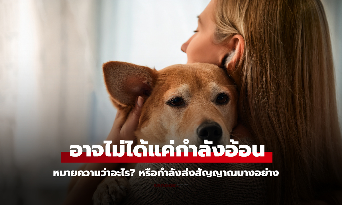 น้องหมาเอาหัวมาซบเจ้าของ ไม่ได้แปลว่าอ้อนเสมอไป