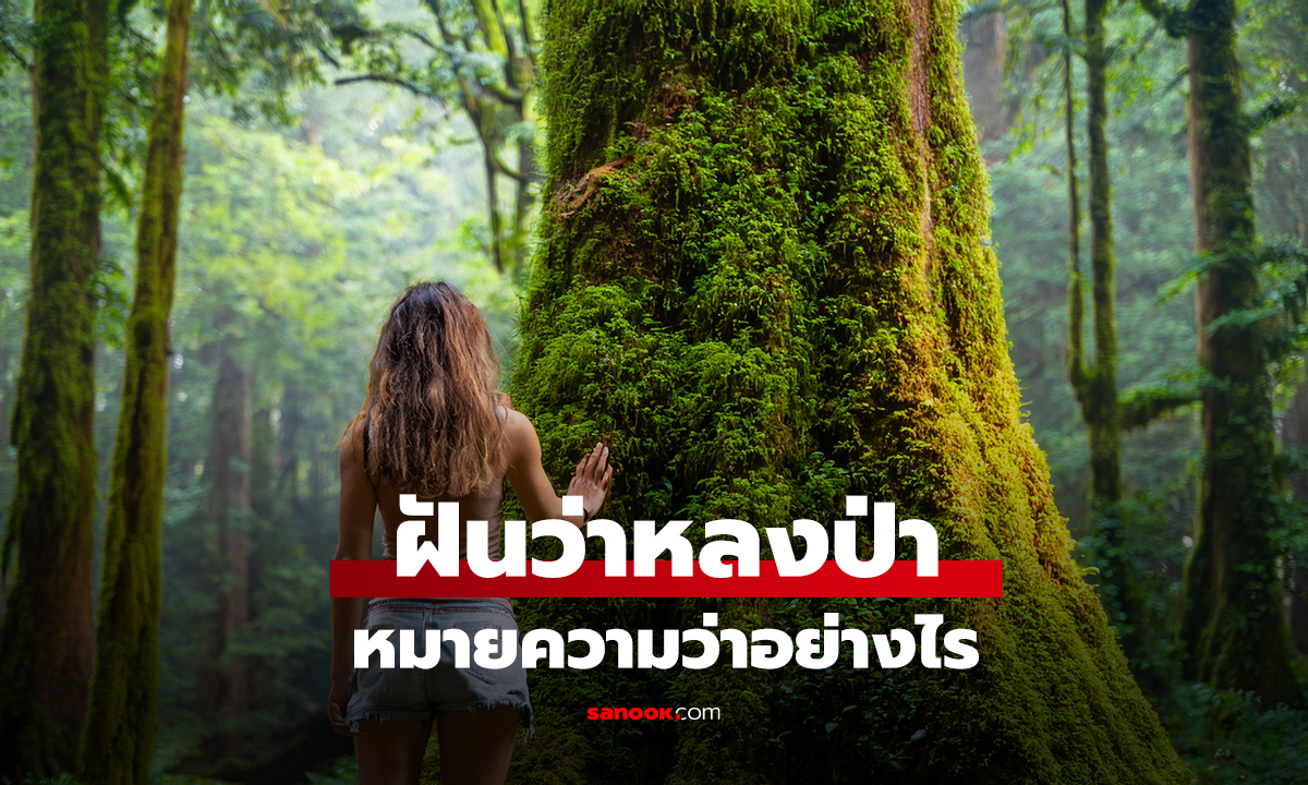 ฝันเห็นป่า ฝันว่าหลงป่า หมายความว่าอย่างไร พร้อมเลขให้โชค