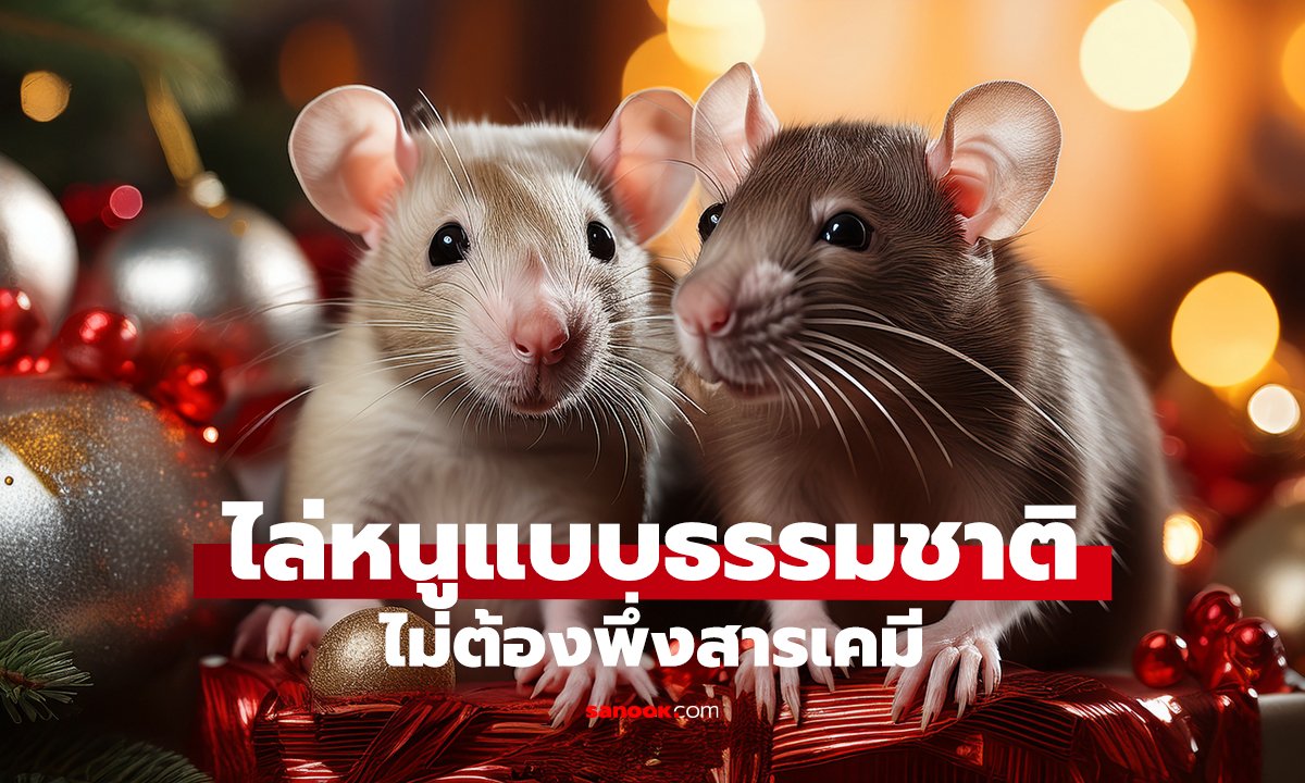 2 ของติดครัว หนูได้กลิ่นก็หนี