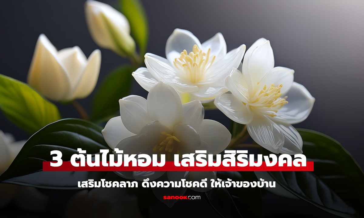 เปิด 3 ต้นไม้กลิ่นหอม ปลูกประดับบ้าน