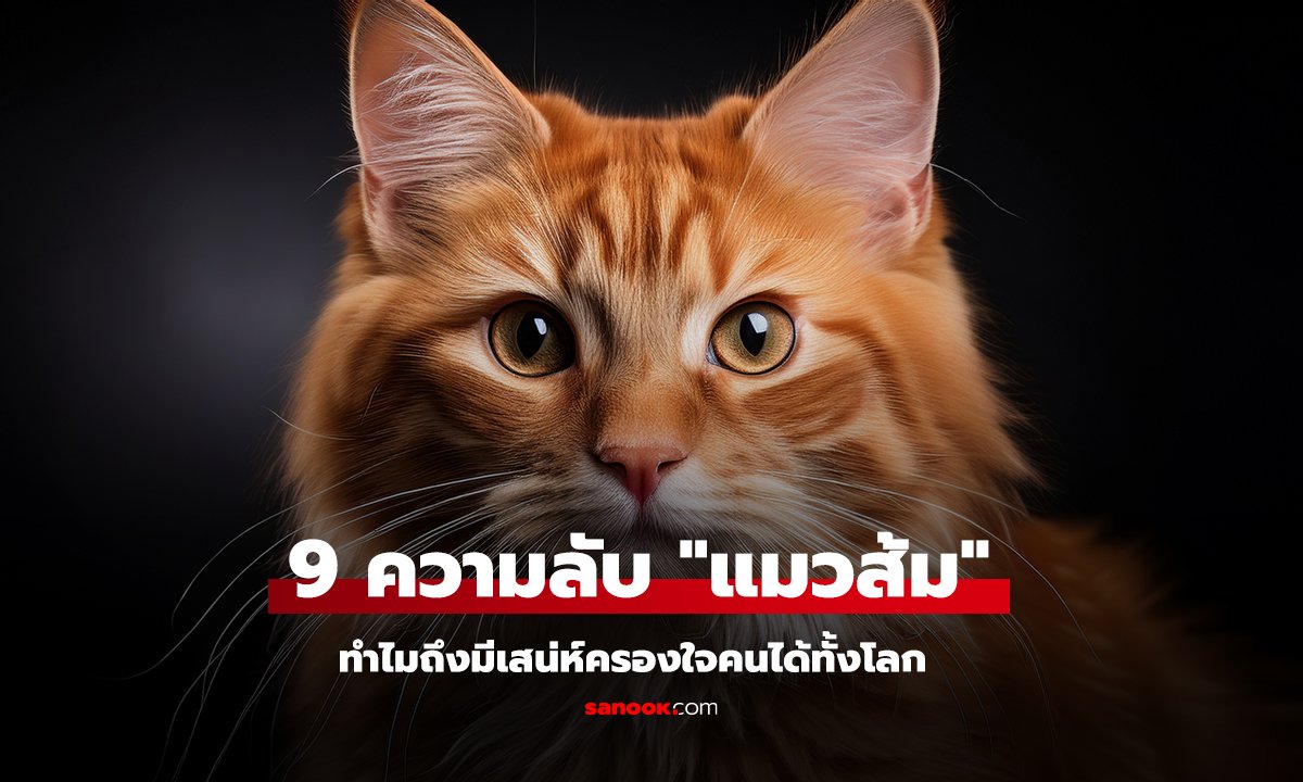 9 ความลับ แมวส้ม