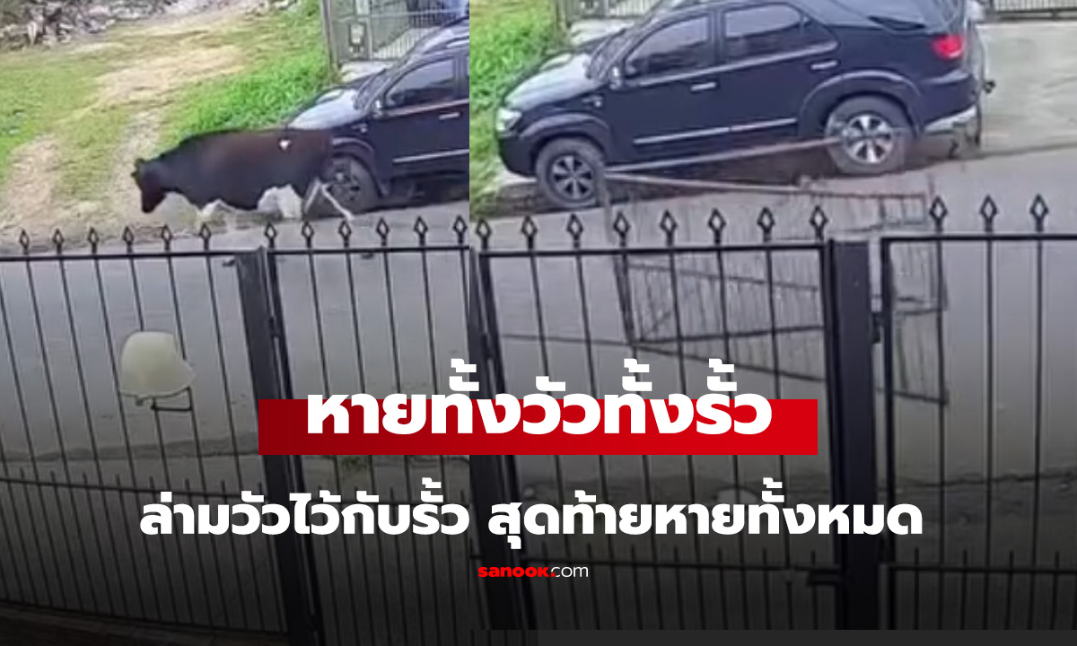 สู่อิสรภาพล่ามวัวไว้กับรั้ว สุดท้ายหายทั้งหมด