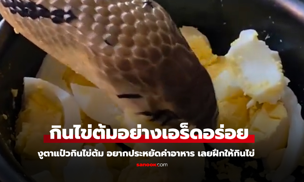 ไวรัล คลิปงูตาแป๋วกินไข่ต้มอย่างเอร็ดอร่อย