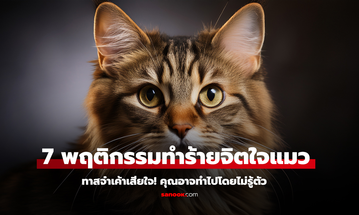 7 พฤติกรรมทำร้ายจิตใจแมว