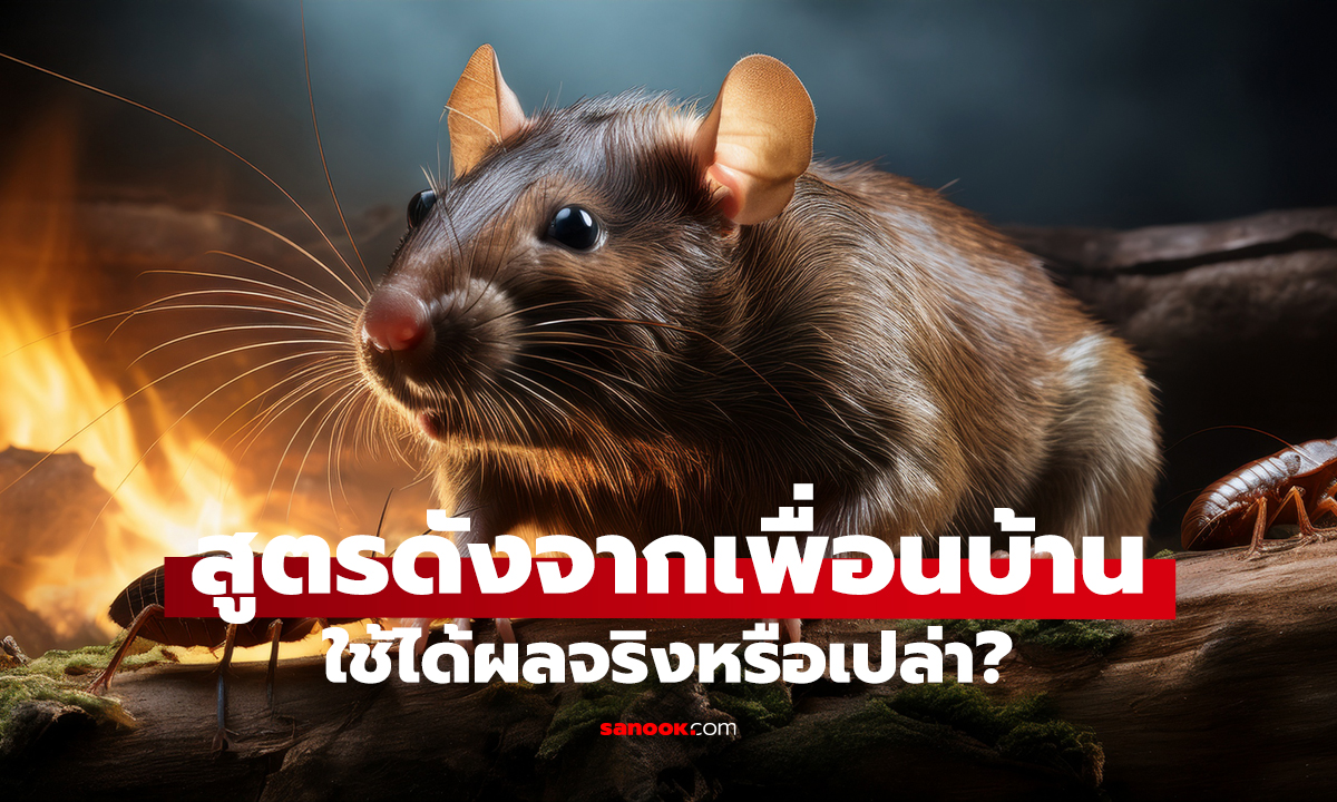 เอาข้าวเหลือมาผสมสิ่งนี้ หนู-แมลงสาบหนีจริงไหม?