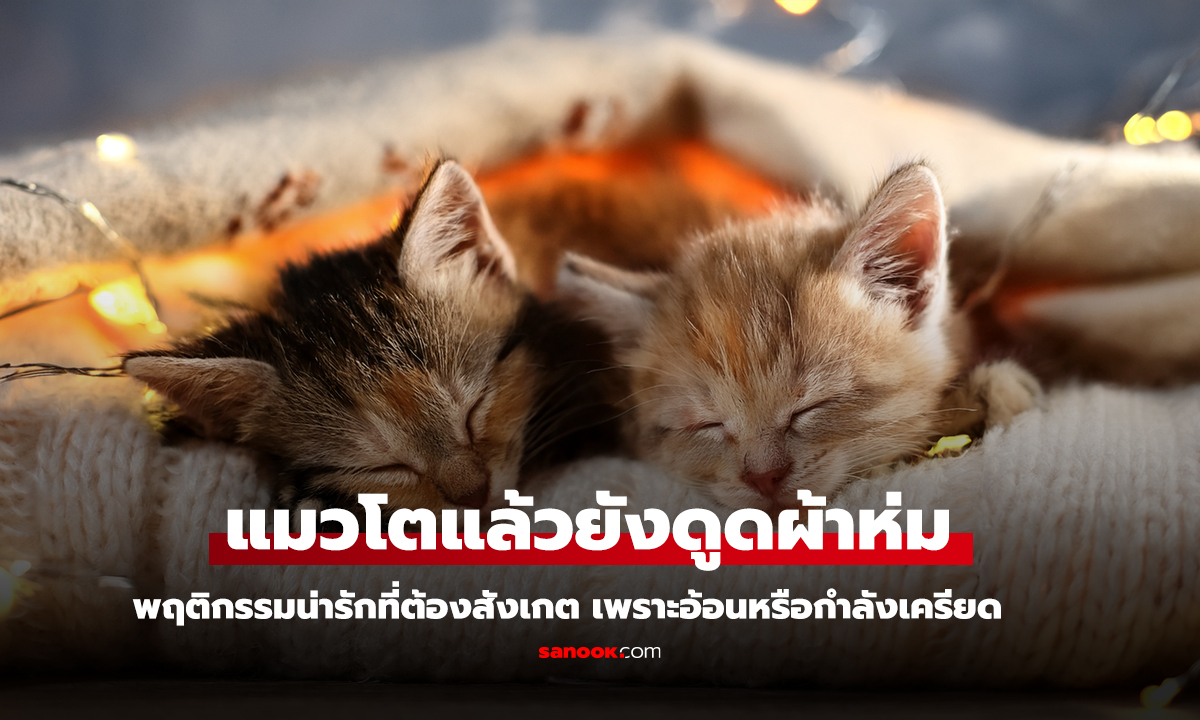 แมวโตแล้วยังดูดผ้าห่ม เพราะอ้อนหรือกำลังเครียด