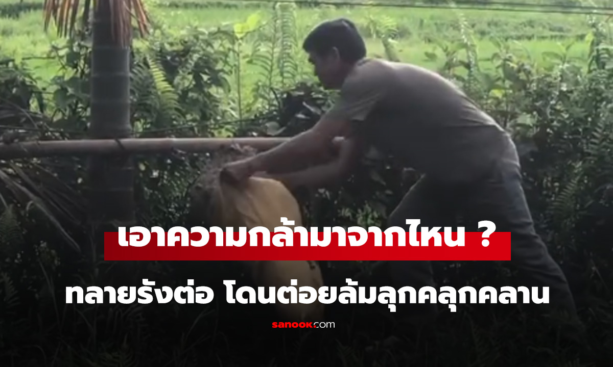 เอาความกล้ามาจากไหนทลายรังต่อ โดนต่อยล้มลุกคลุกคลาน