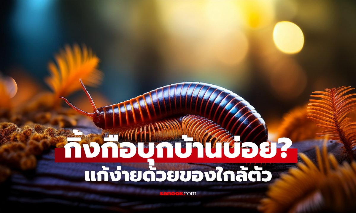 วิธีไล่กิ้งกือออกจากบ้าน ได้ผลด้วยของใกล้ตัว