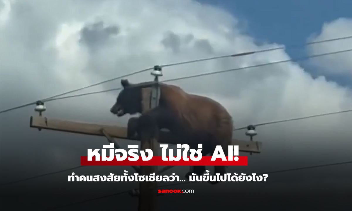 หมีจริง ไม่ใช่ AI! โผล่เกาะค้างอยู่บนเสาโทรศัพท์สูง
