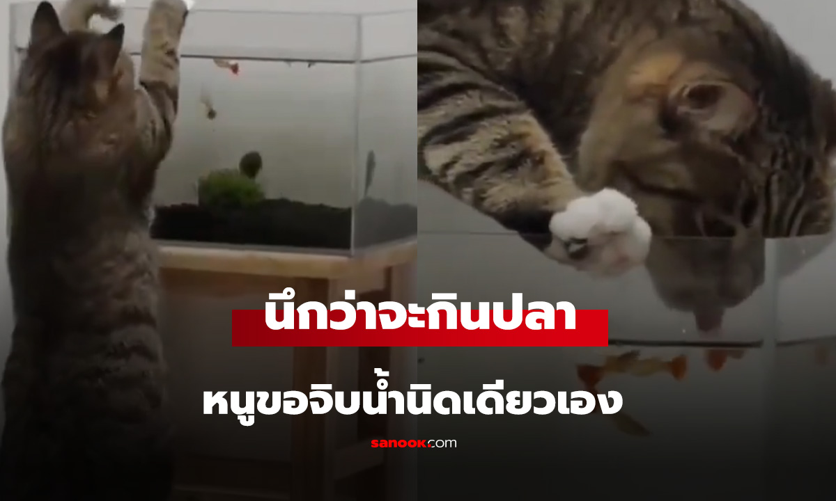 อ้าว! นึกว่าจะกินปลา ดูจบเอ็นดูน้องแมวหนักมาก
