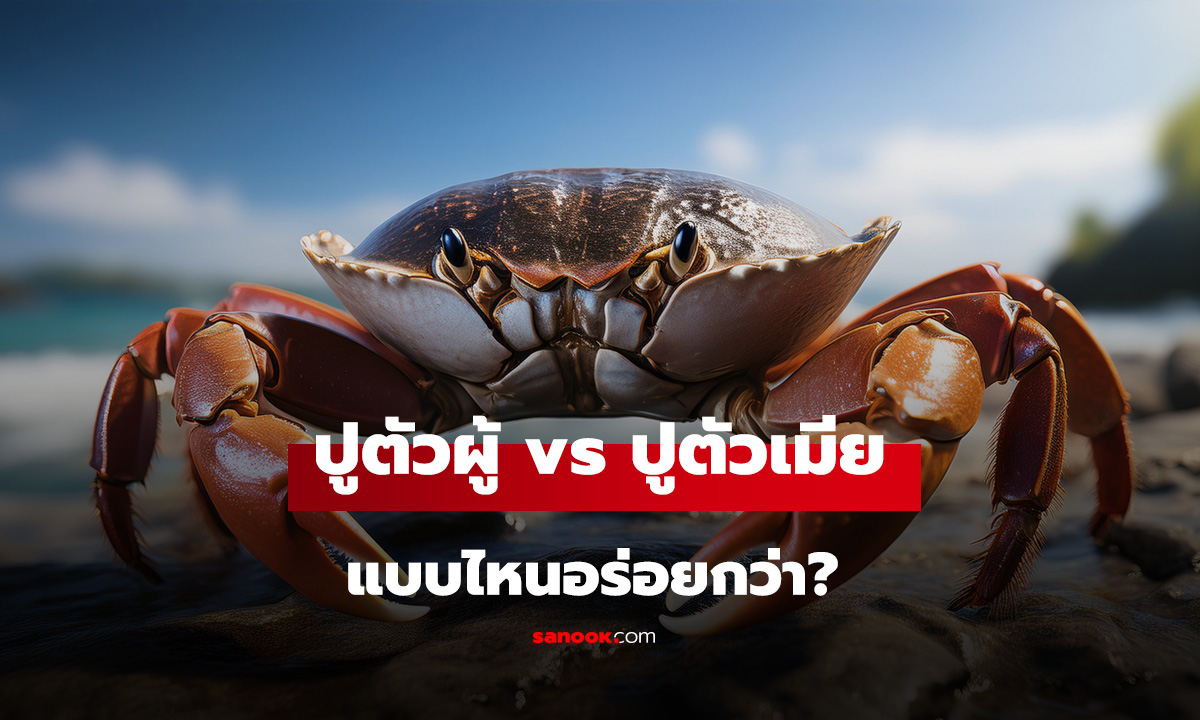 ปูตัวผู้ vs ปูตัวเมีย แบบไหนอร่อยกว่า? เผยเคล็ดลับดูโคตรง่าย แต่คนกินอาจไม่ค่อยรู้!