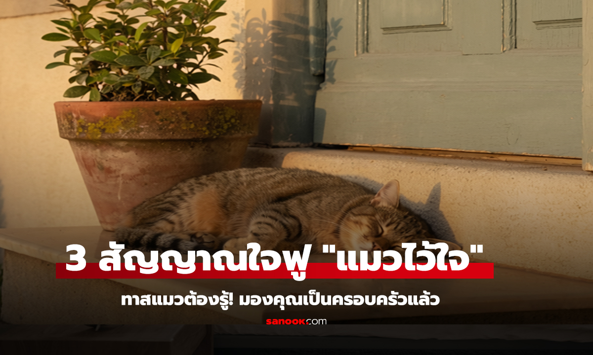 ทาสแมวต้องรู้ 3 สัญญาณใจฟู