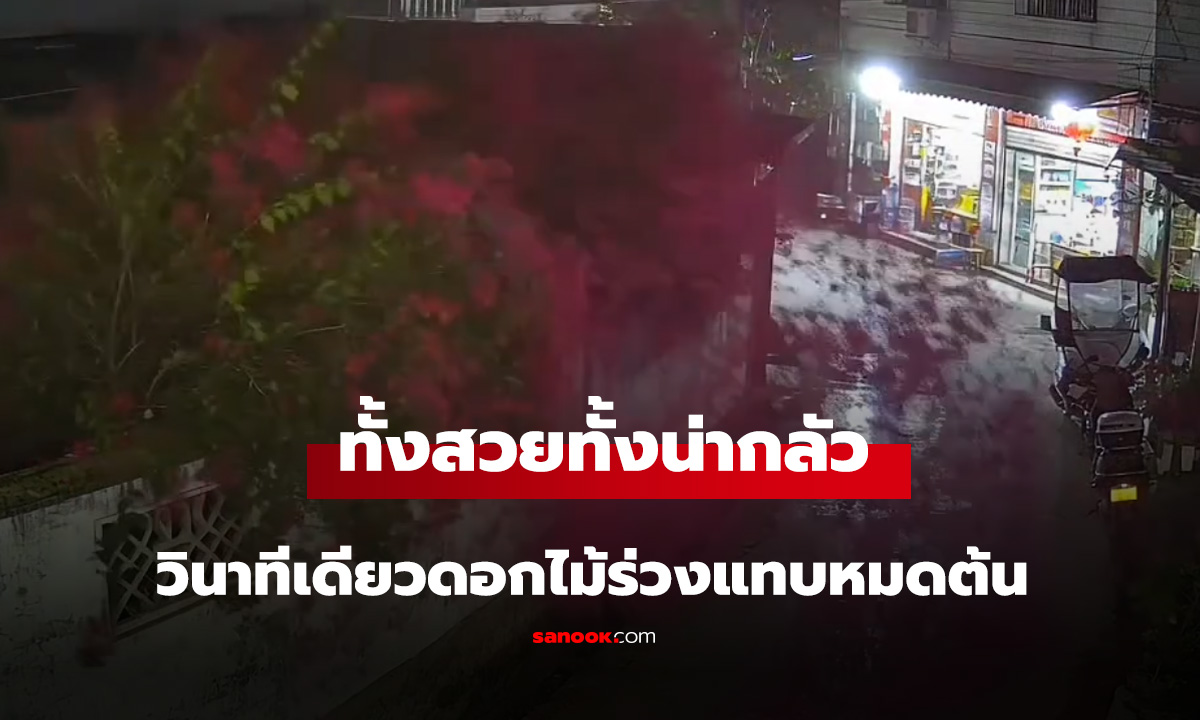 ทั้งสวยทั้งน่ากลัว วินาทีเดียวดอกไม้ร่วงแทบหมดต้น